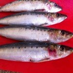 Use FRESH sardines or other small fish