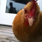 Persephone, local backyard hen