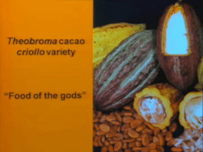 theobroma cacao pic